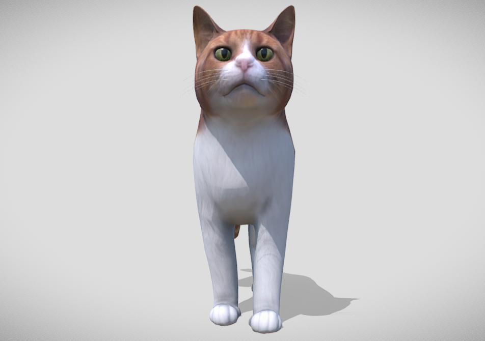 Cat