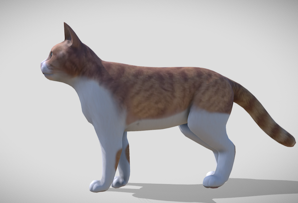 Cat